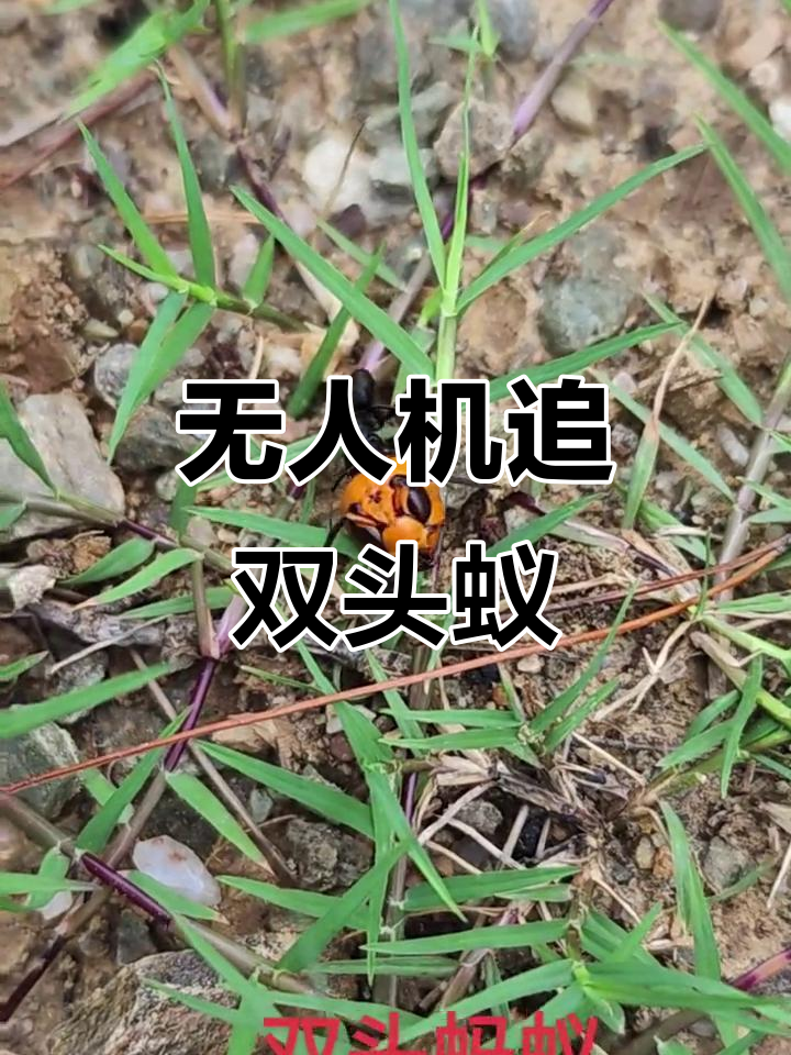 双头蚂蚁惊现户外,无人机追马蜂大作战