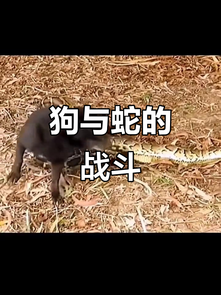 早上出门看到狗和蛇打架,口红粘铁也能这么有趣?