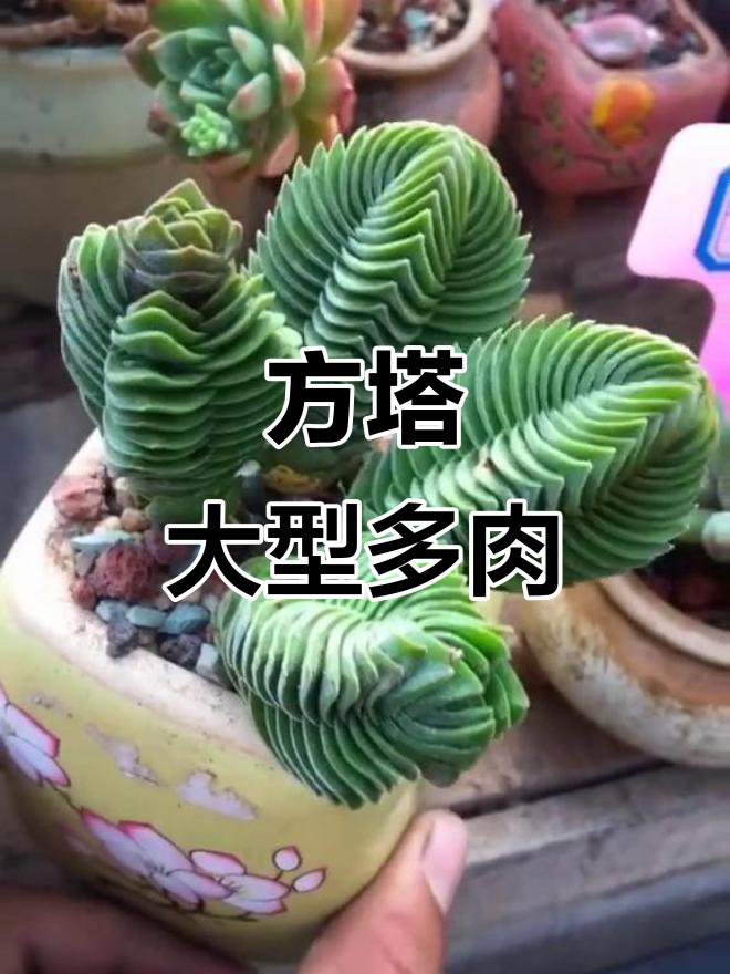 青锁龙鼠方塔:大型多肉,株形紧凑不徒长