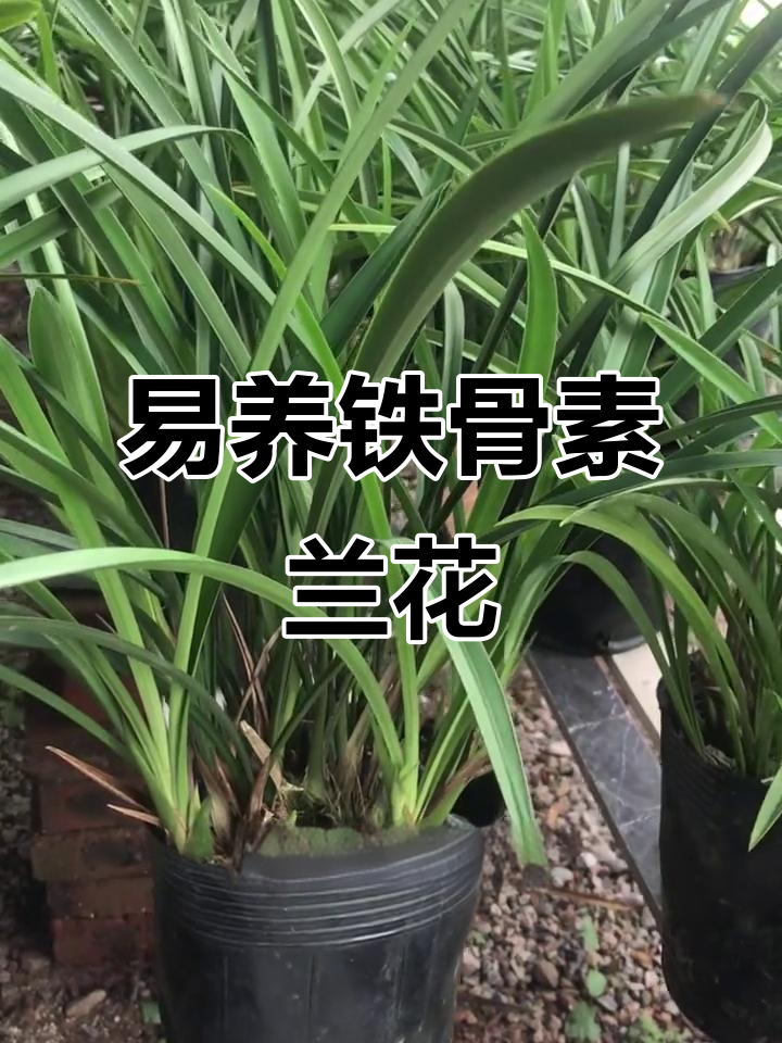 铁骨素兰花:叶姿挺拔,四季常绿,养护简单