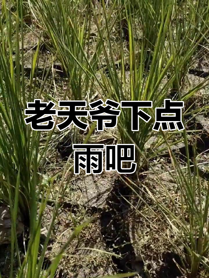老龙王快下雨,天都快干了!