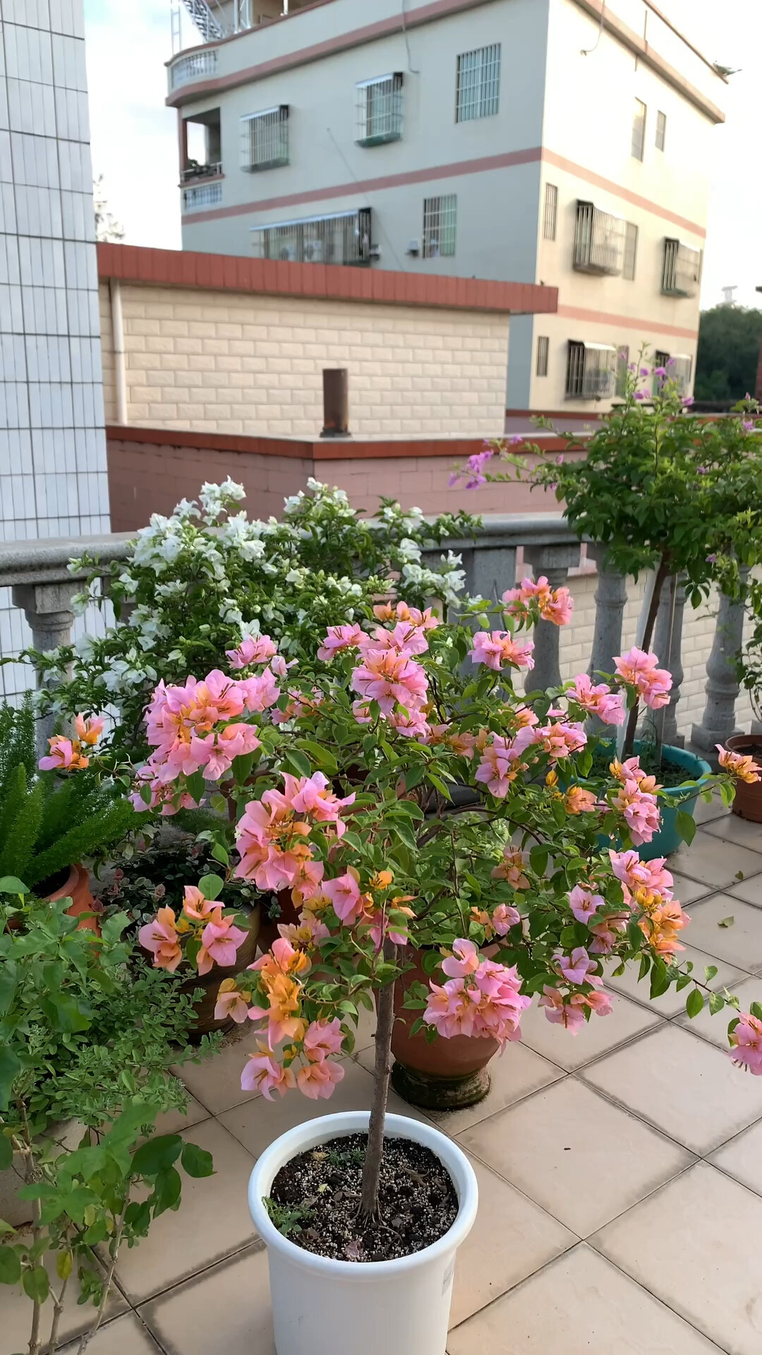 三角梅金发女郎