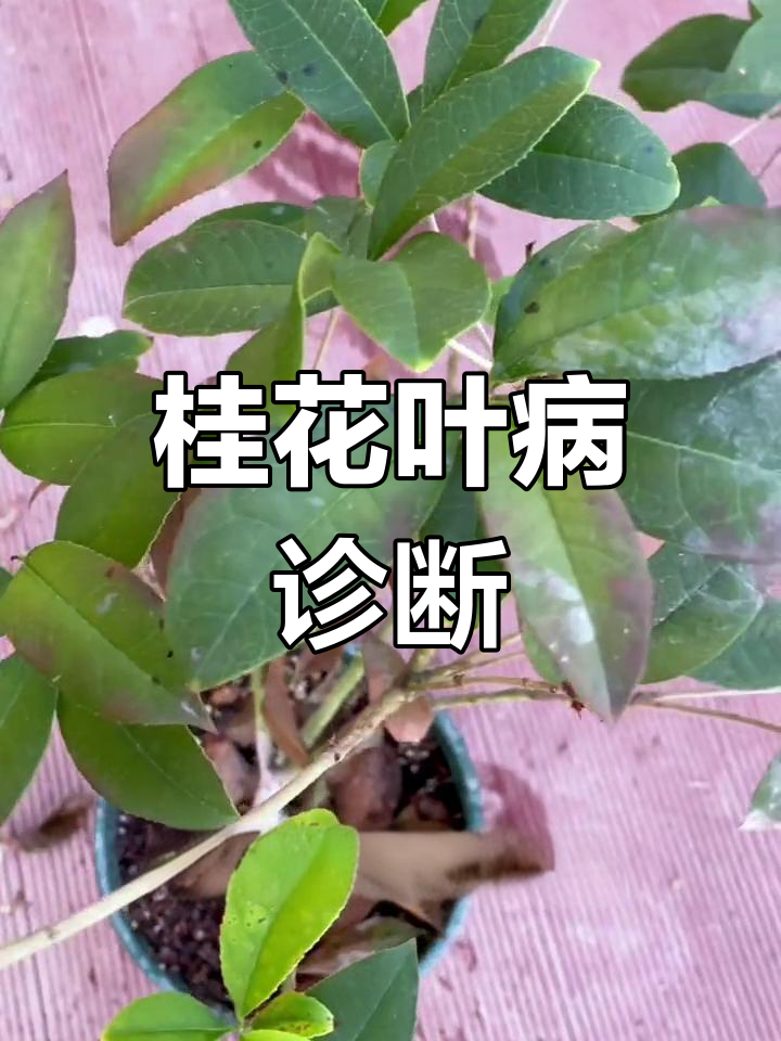 桂花叶片病害识别与防治方法
