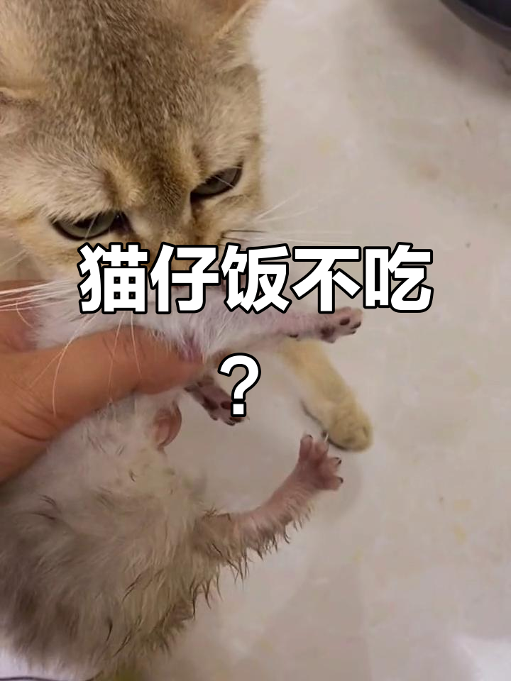 小猫关笼子里叫得好凶(小猫关笼子一直乱叫叫不停) 小猫关笼子里叫得好凶(小猫关笼子一直乱叫叫不停)
