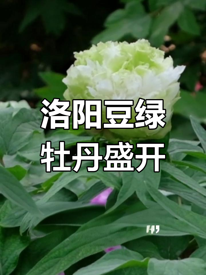 洛阳"豆绿"牡丹惊艳登场,绿色花朵美得让人心动