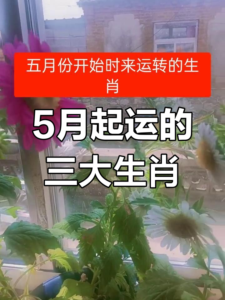 五月不断好运的生肖运势(五月好运气)