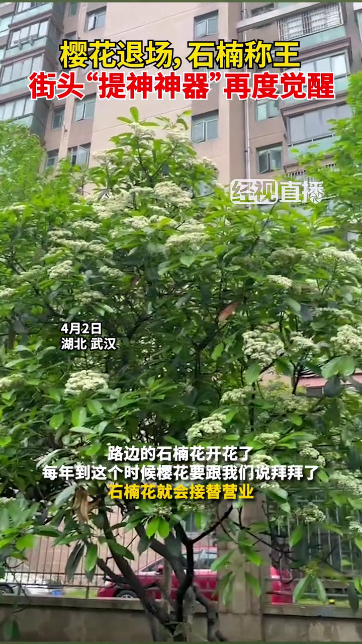 樱花退场,石楠称王,街头"提神神器"再度觉醒!
