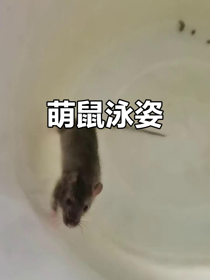 小老鼠游泳,姿势优雅!水性惊人,真是萌到不行!