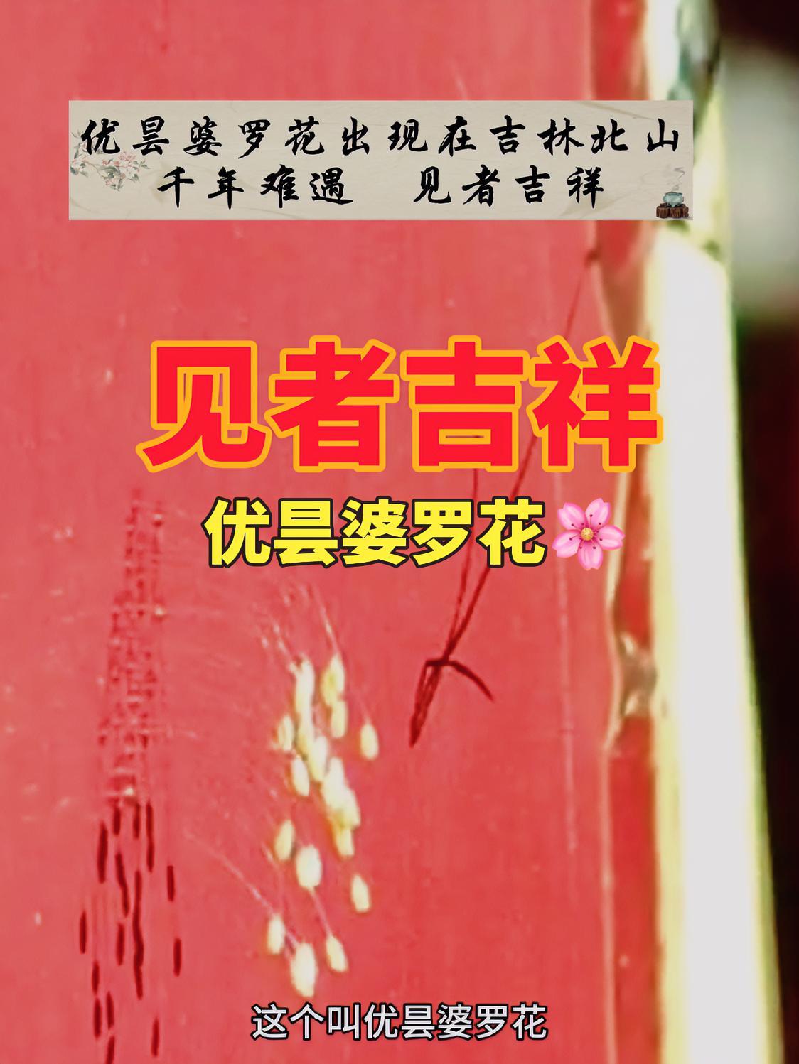 优昙婆罗花出现在吉林北山 千年难遇见者吉祥 吉林 拍照 吉林市 旅游