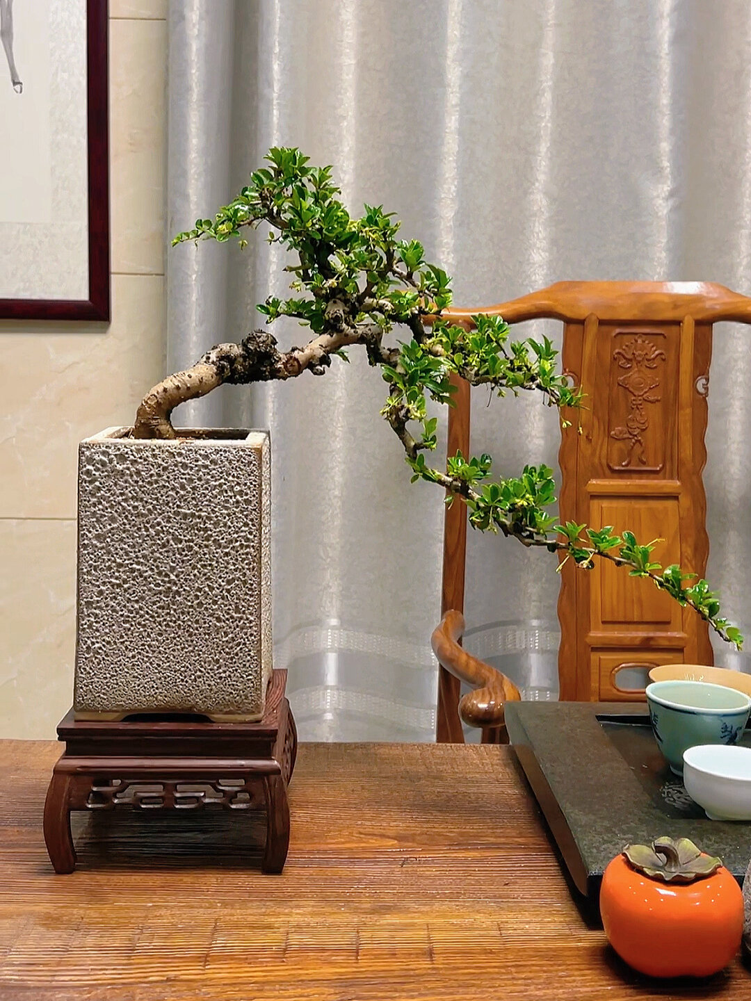 临水造型福建茶盆景