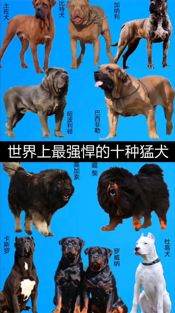 最凶猛的犬 排名图片