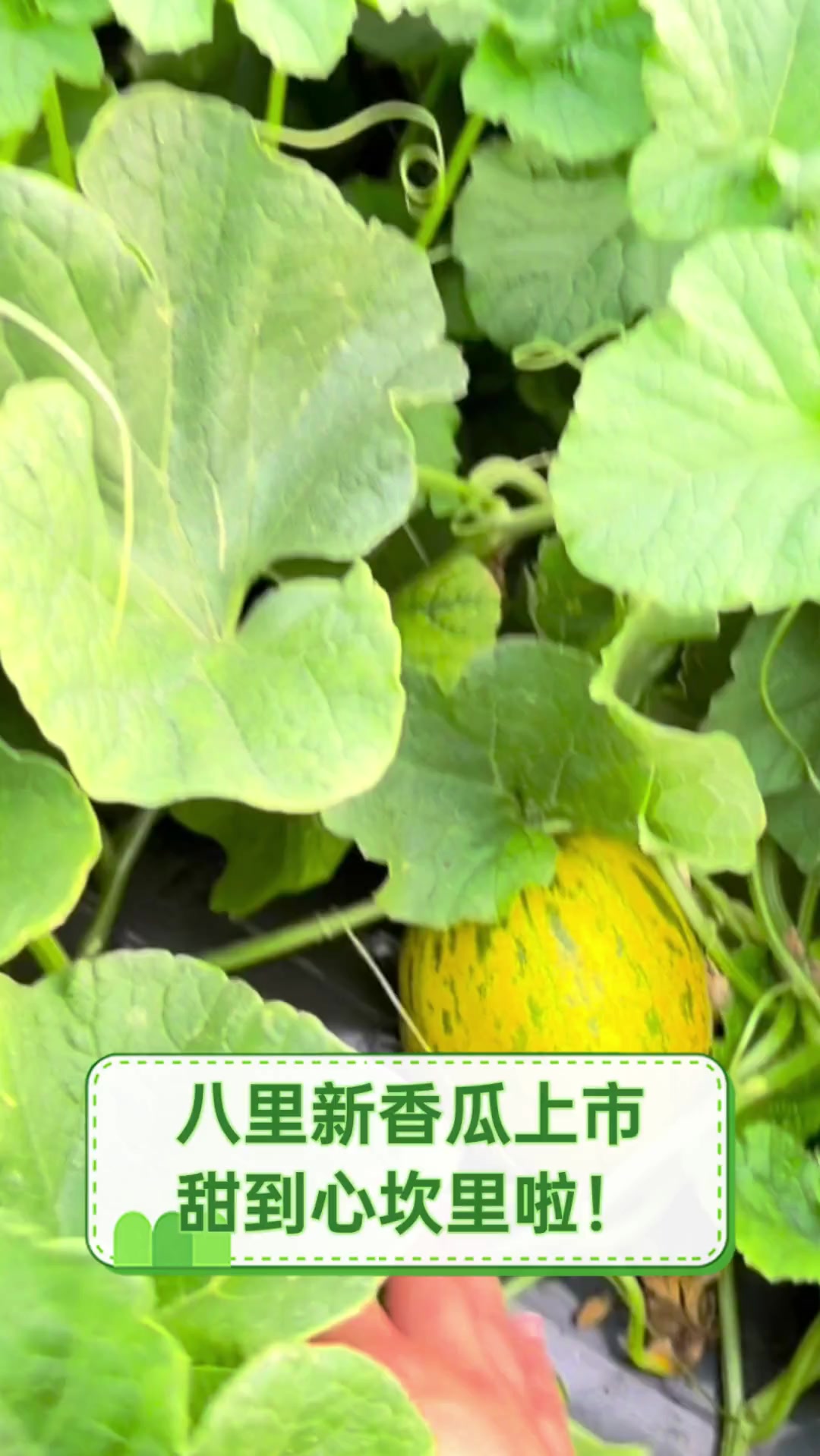 八里新香瓜上市甜到心坎里啦