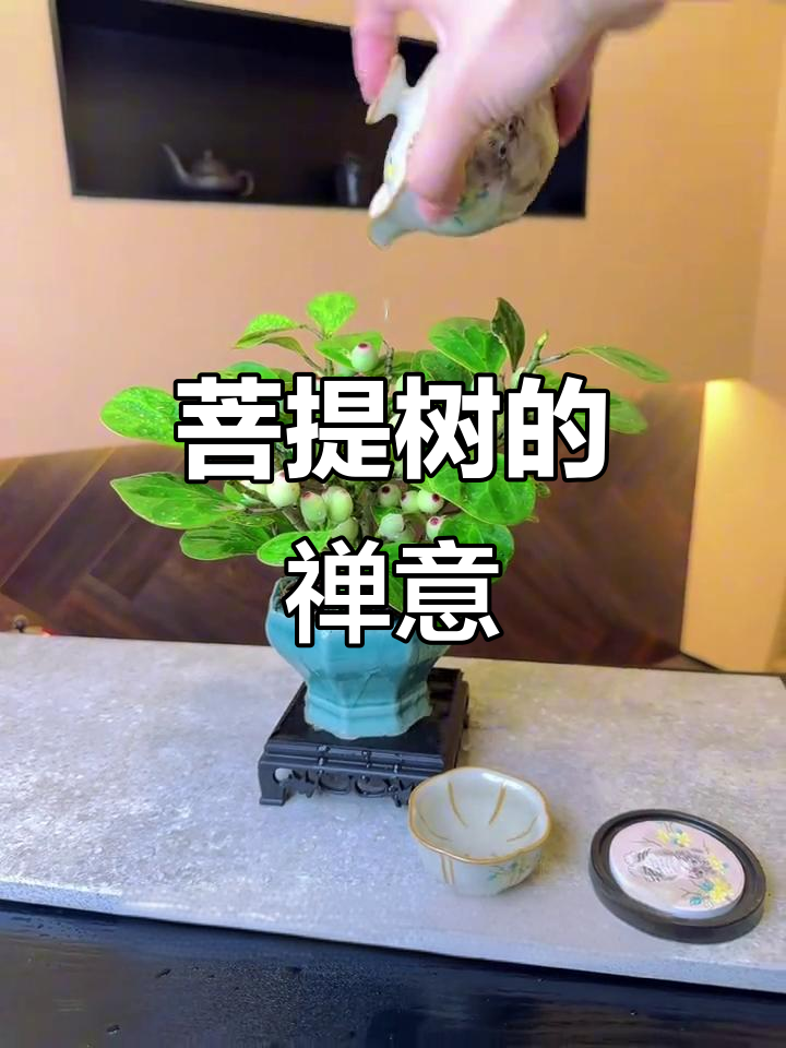 菩提树:智慧与觉悟的象征,室内绿植带来禅意生活