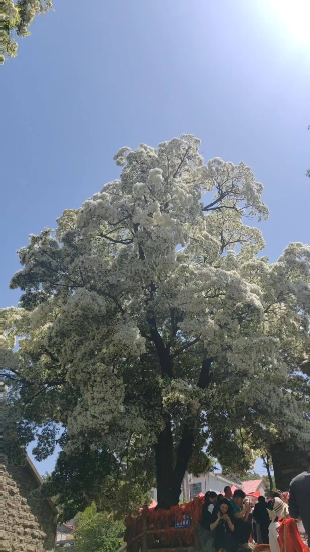 千年流苏树 流苏树开花了 费县土山后村