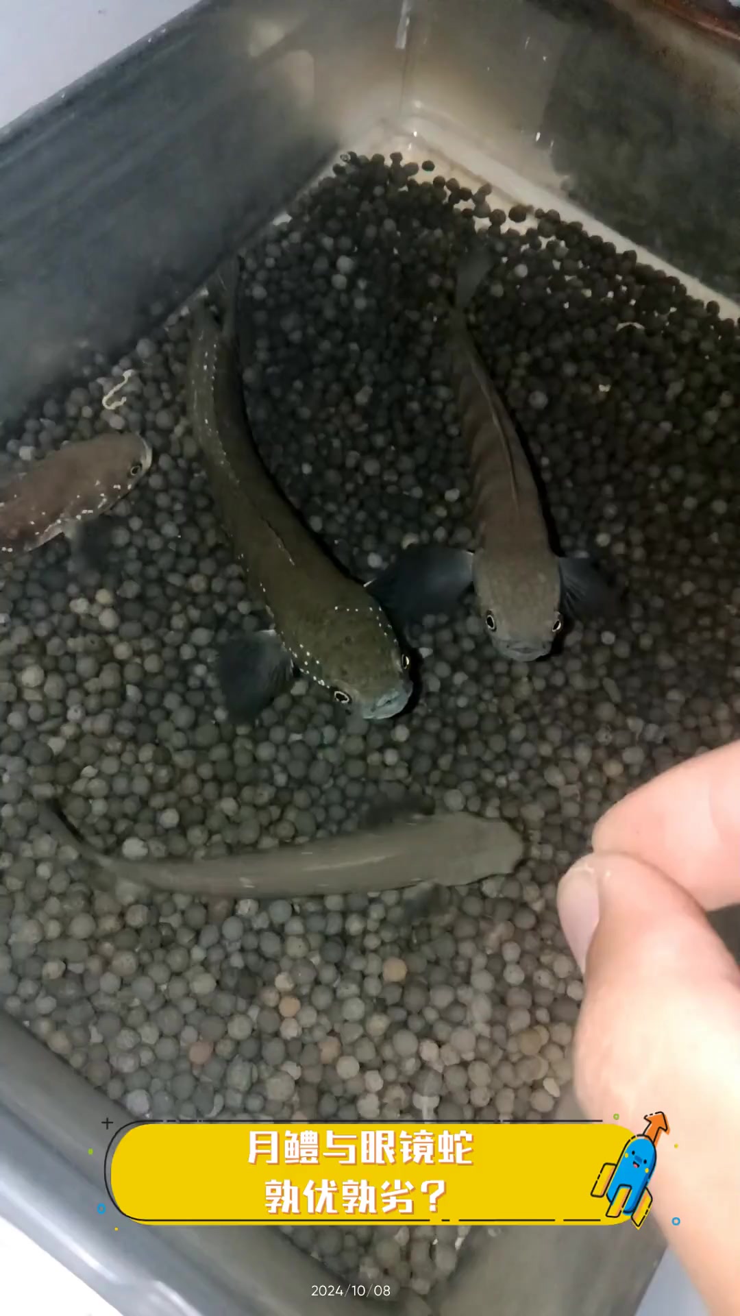 月鳢与眼镜蛇,孰优孰劣?