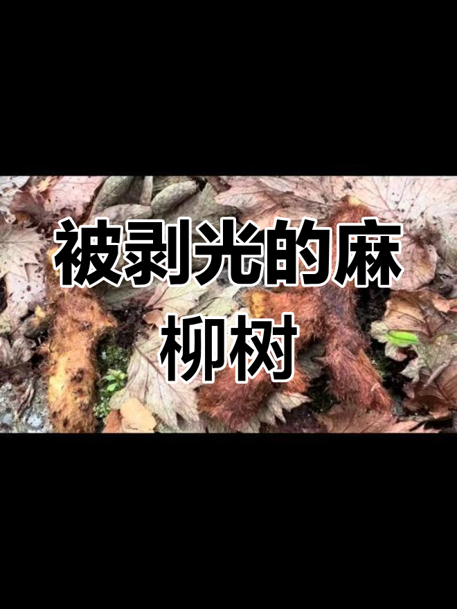 松针树上的红缘拟层孔菌,珍贵药材的采摘技巧