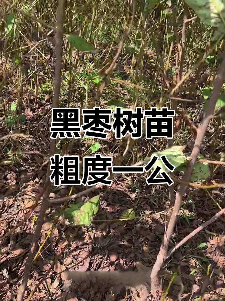 粗度1公分以上黑枣树苗,君迁子品种大量供应