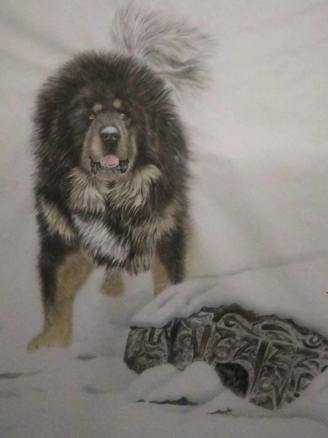 工笔藏獒手工绘制全过程!