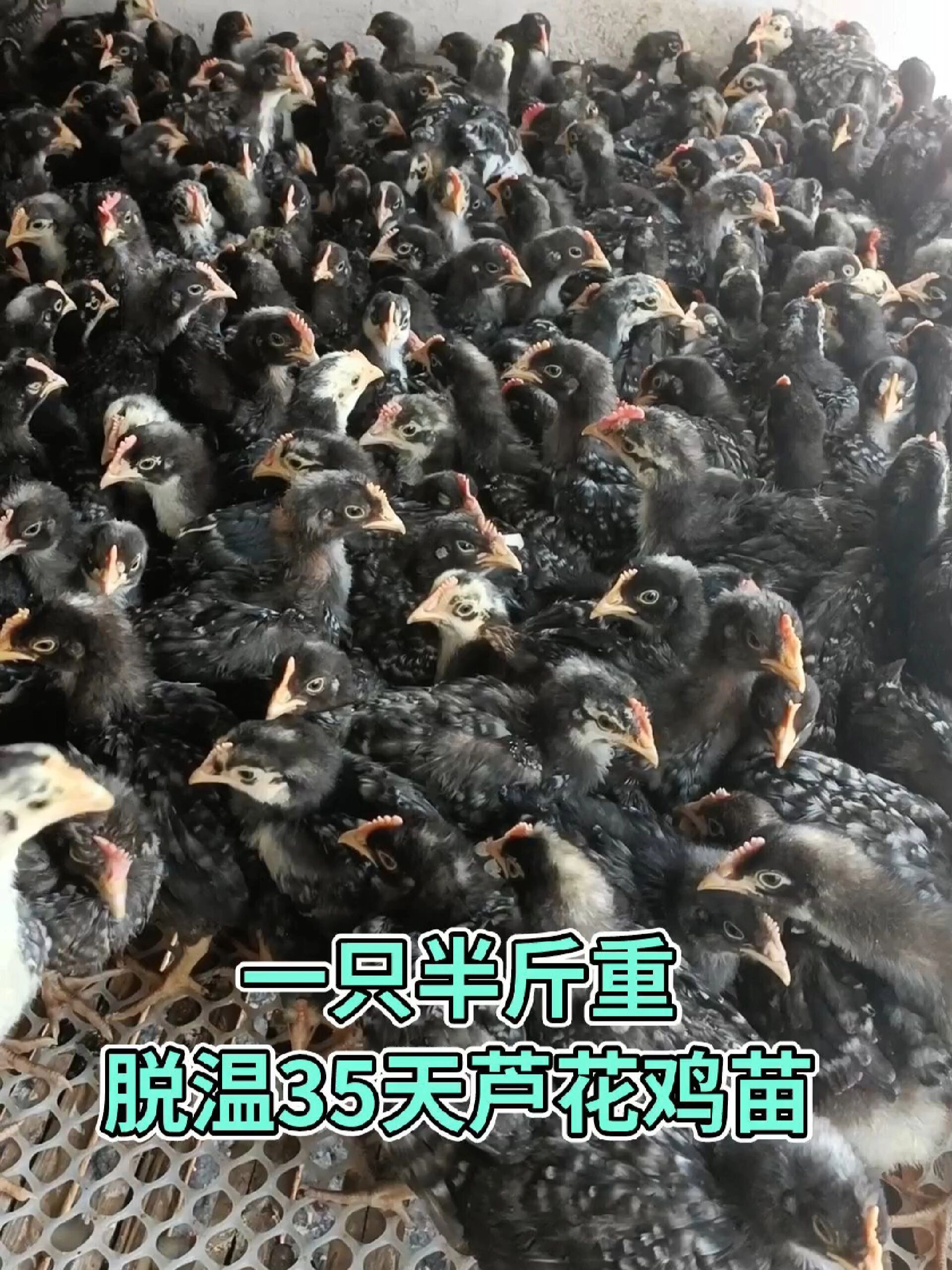 一只半斤重,脱温35天芦花鸡苗
