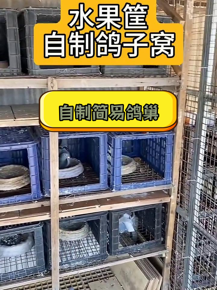 用废旧水果筐做鸽子窝,简单又实用
