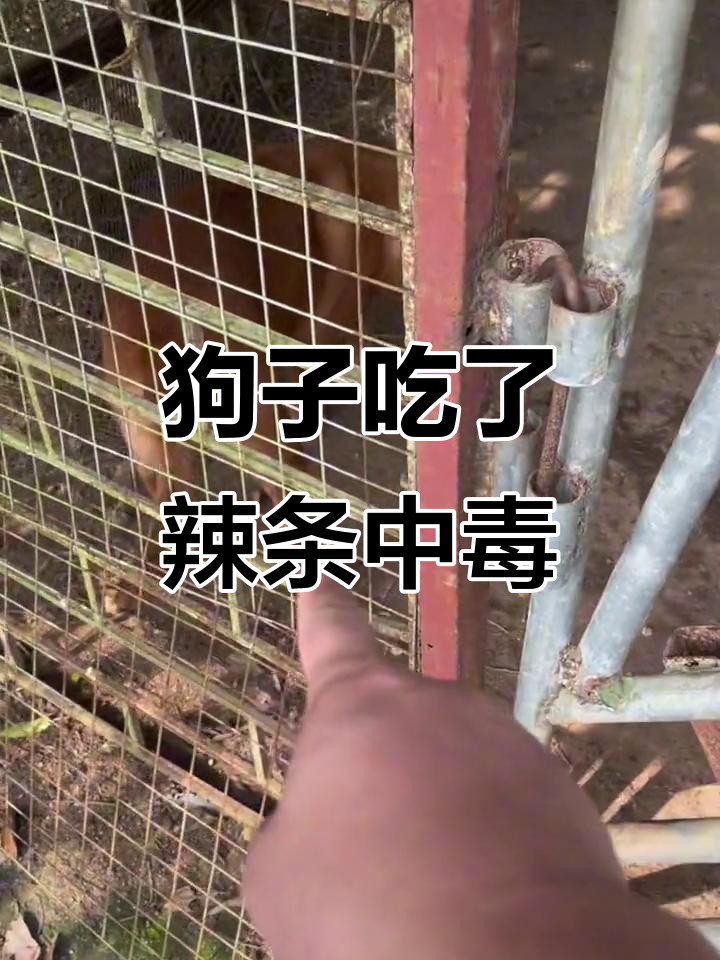 古柴误吃辣条,嘴巴冒泡泡中毒了