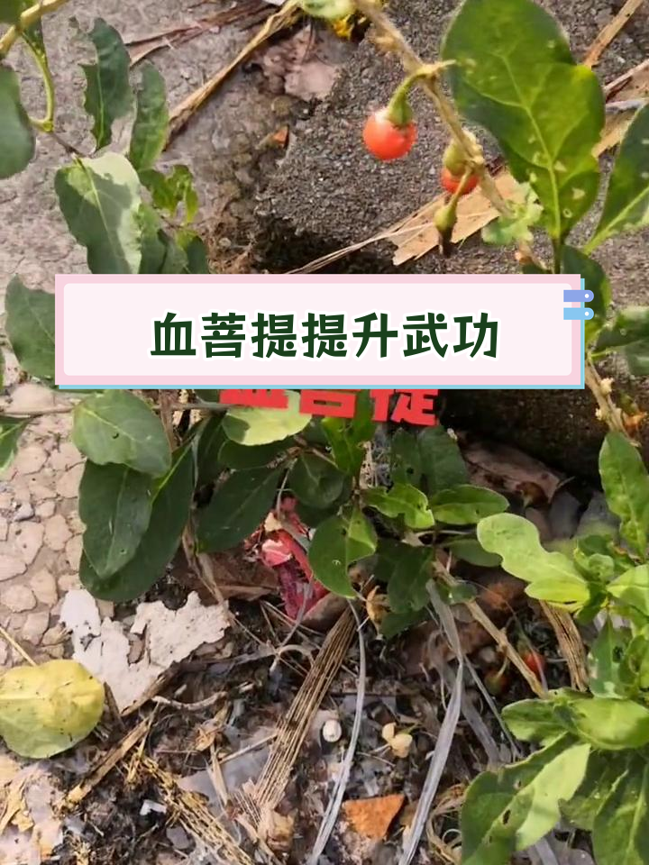 血菩提兰花图片