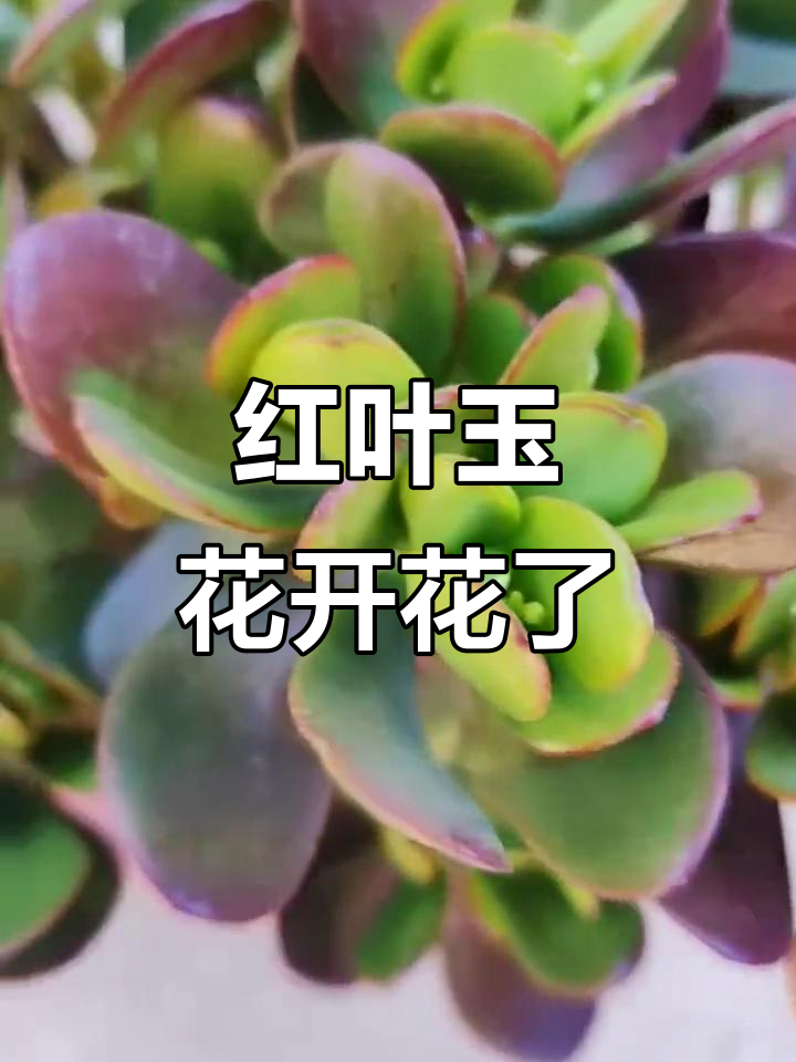 红叶玉树三年开花,最容易成花的品种