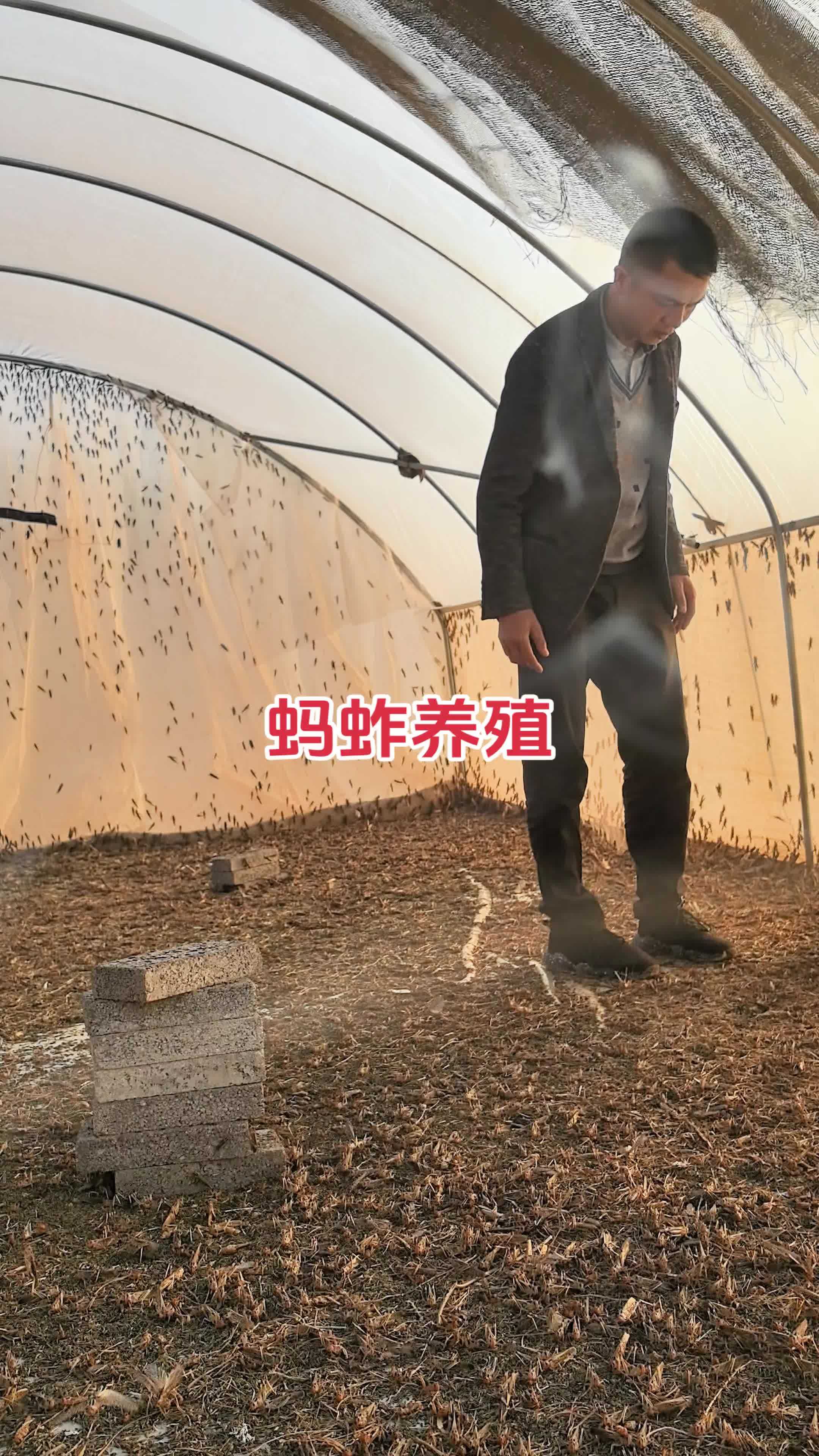 农村创业养殖什么好呢(农村创业的好项目养殖业)