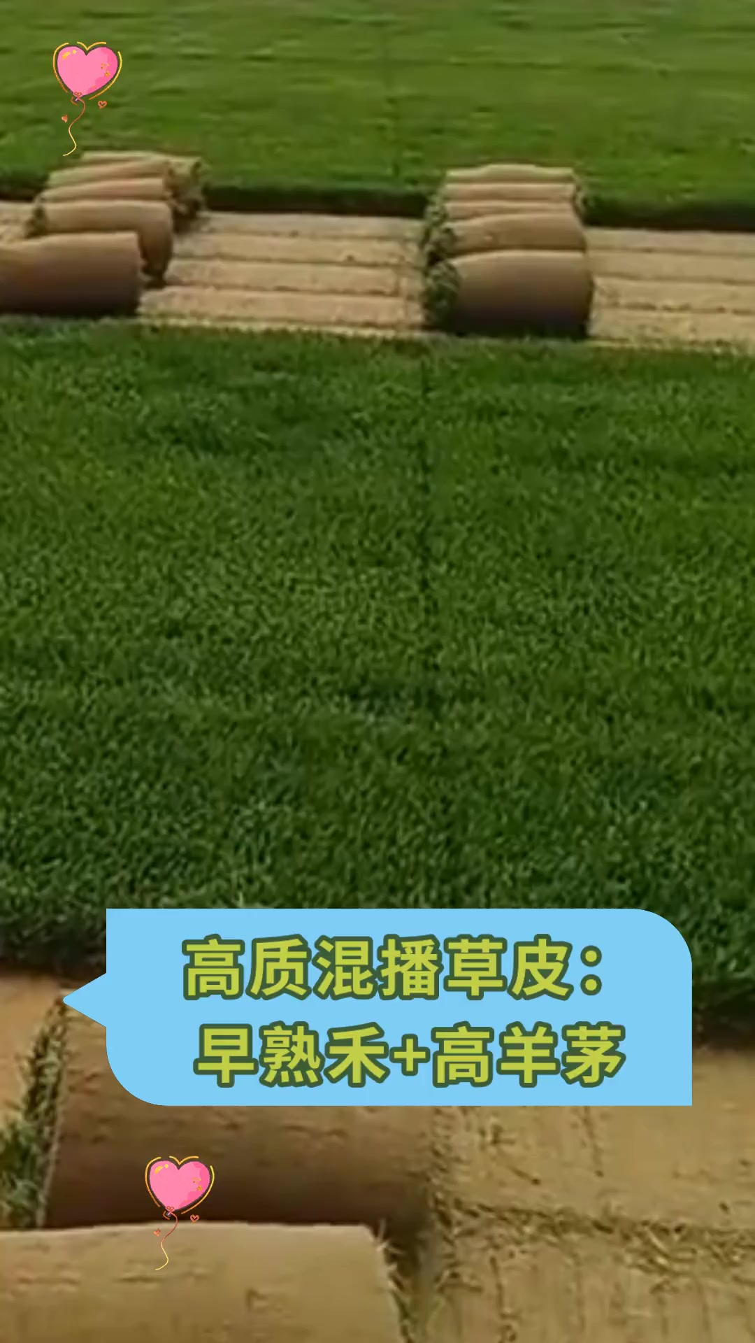 高质混播草皮:早熟禾 高羊茅