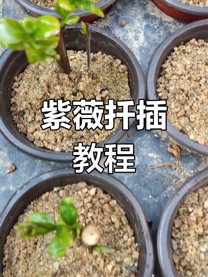 紫薇扦插技巧大揭秘,轻松学会花卉养护