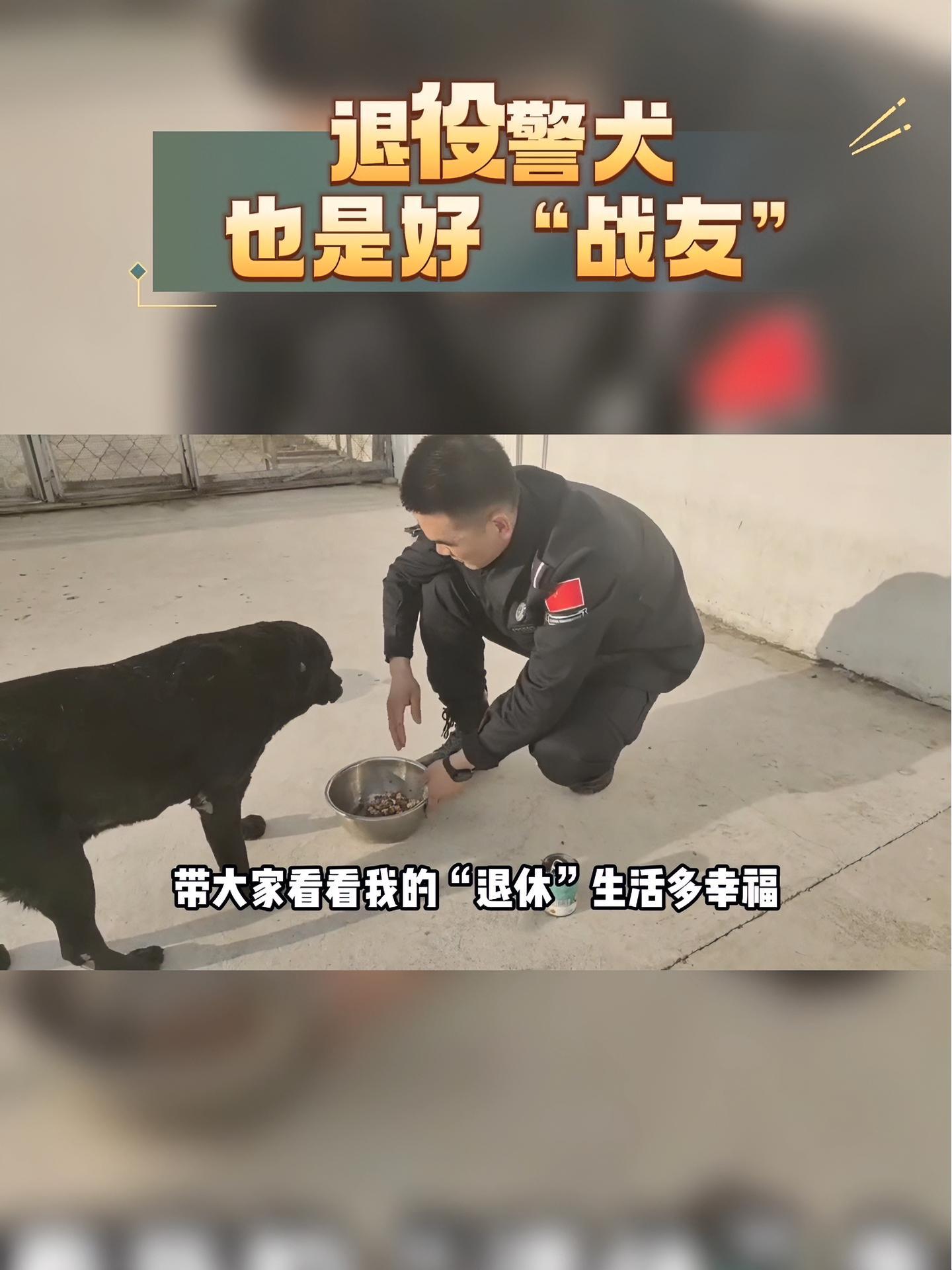 退役警犬也是好战友退役警犬