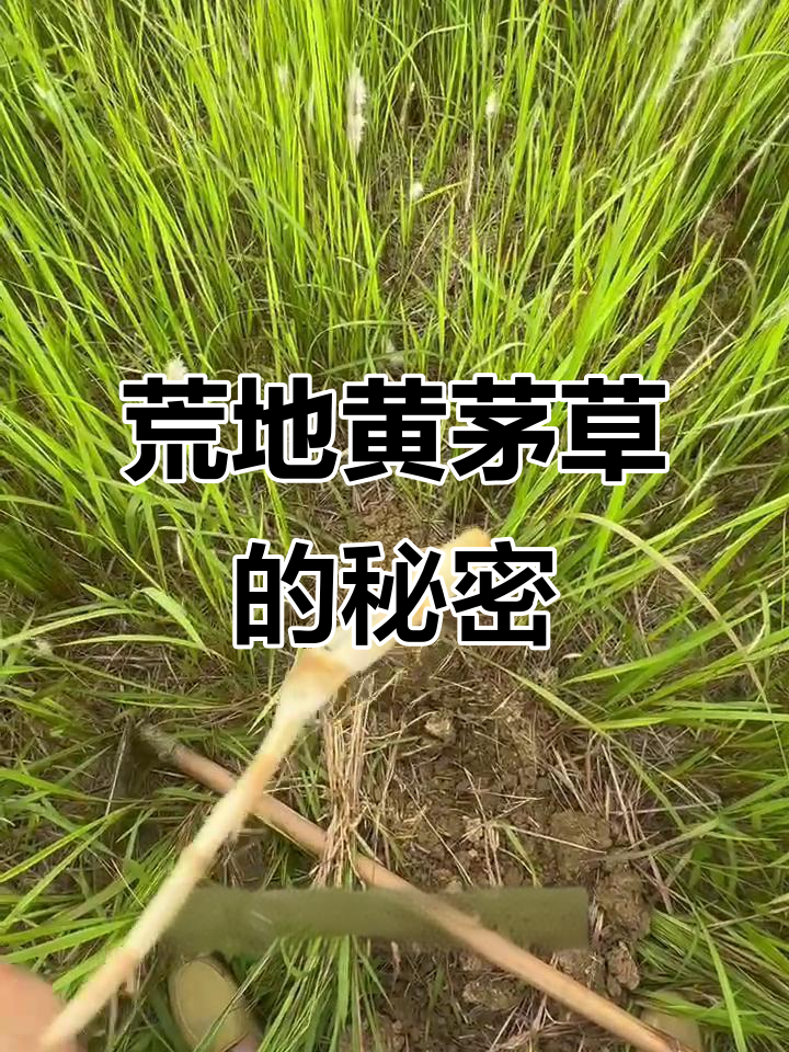 荒地野生黄茅草,清甜可口,煲汤更佳