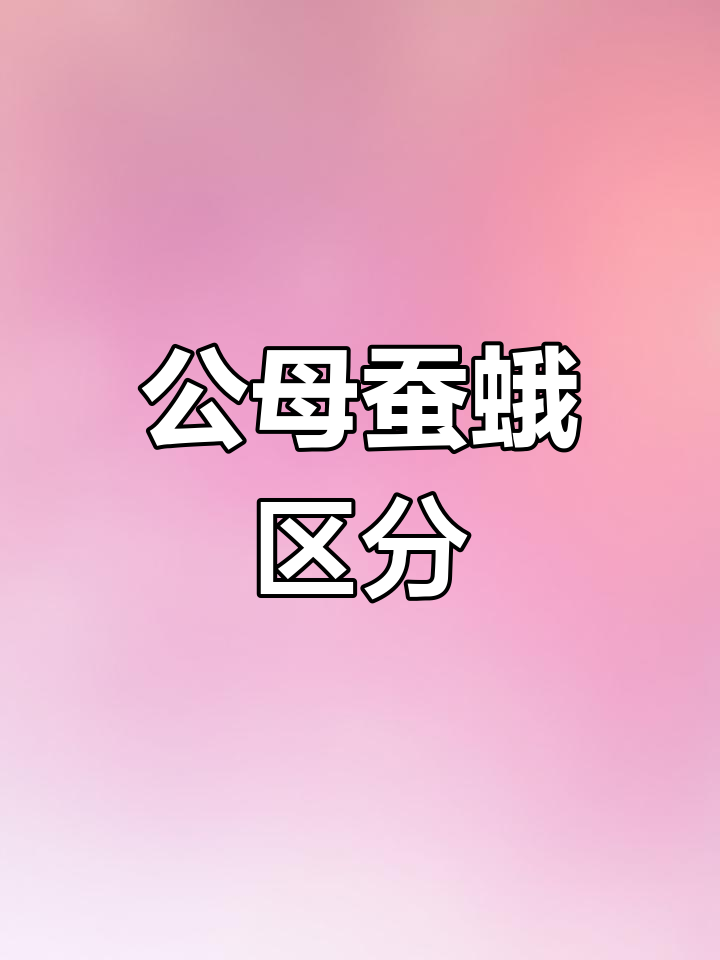 蚕蛾公母辨别技巧,探索繁殖过程