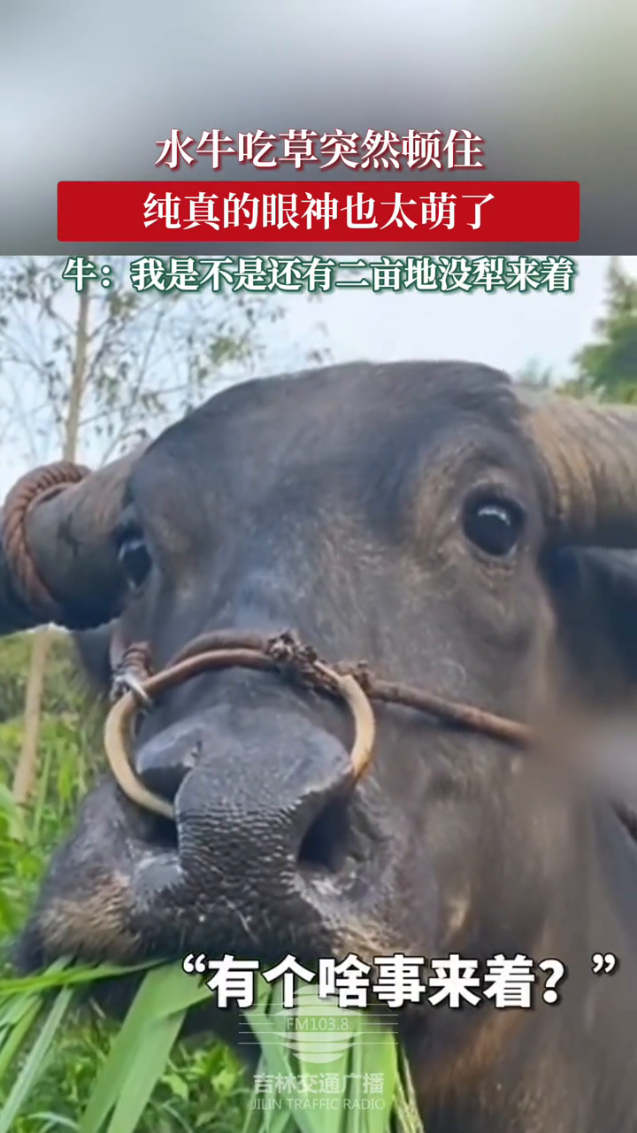 水牛吃草突然顿住 纯真的眼神也太萌了