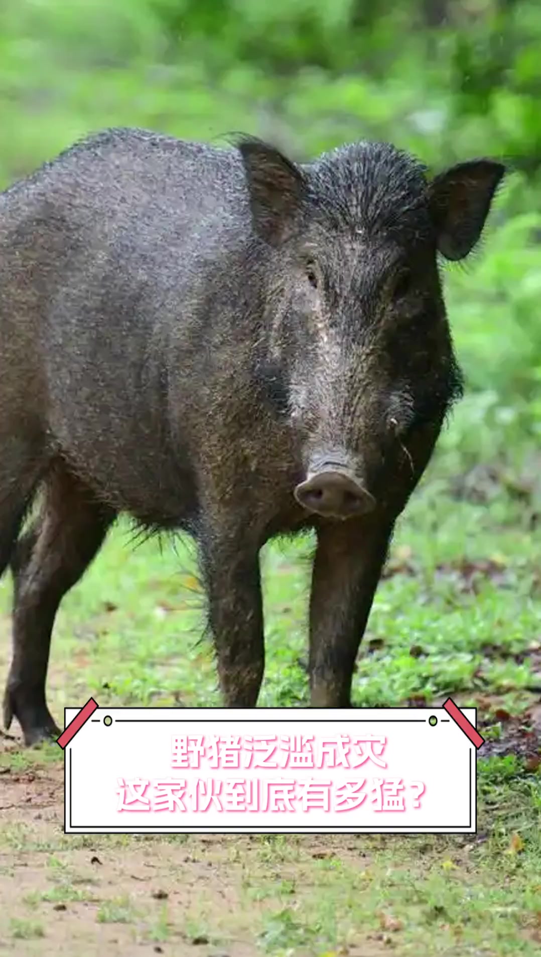 野猪泛滥成灾,这家伙到底有多猛?