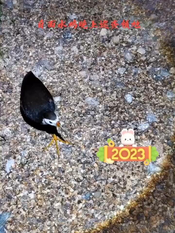 白面水鸡闻声而来