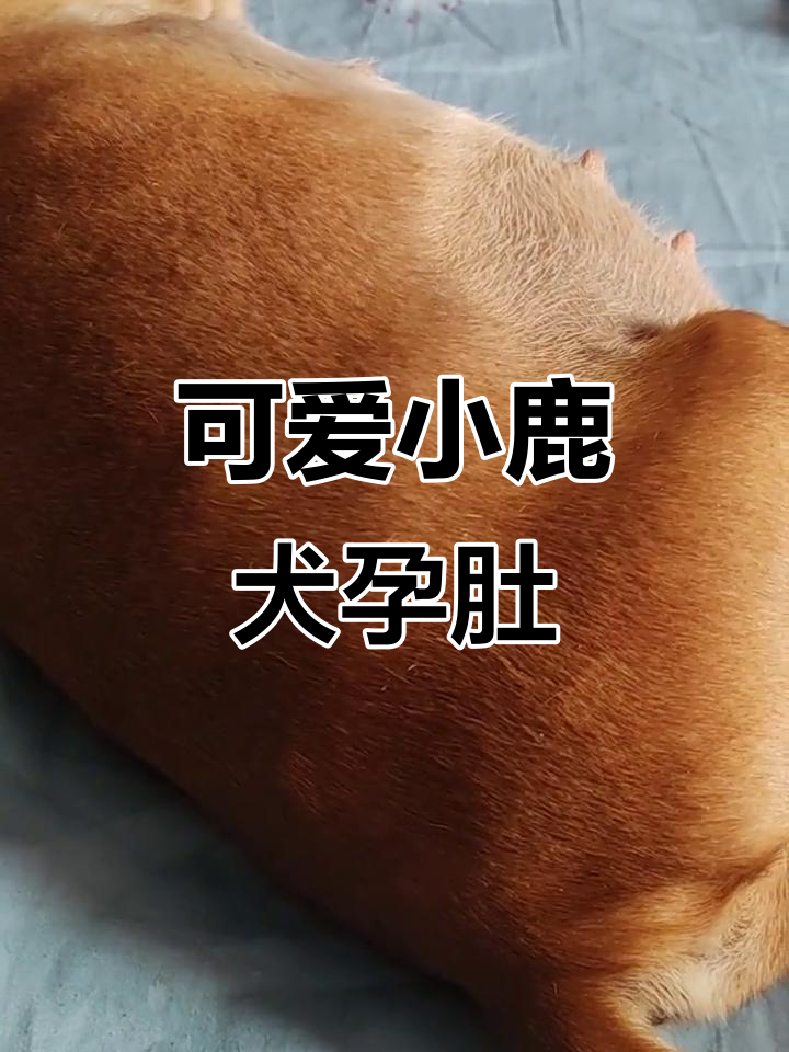 小鹿犬怀孕58天,肚子大得明显,胎动超有趣