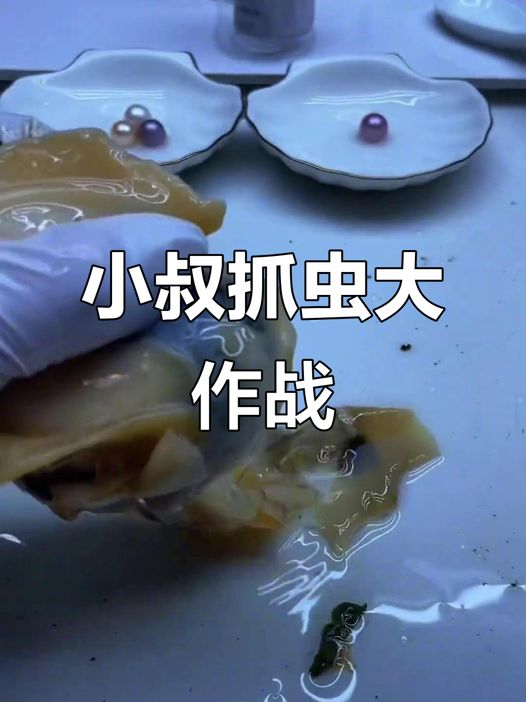 蚌壳里的虫子,小叔上手扒拉逃跑现场