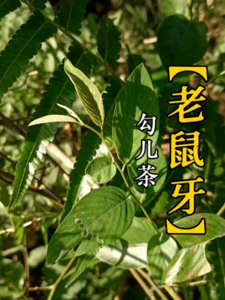 本地民间腰椎增生良方,老鼠牙藤