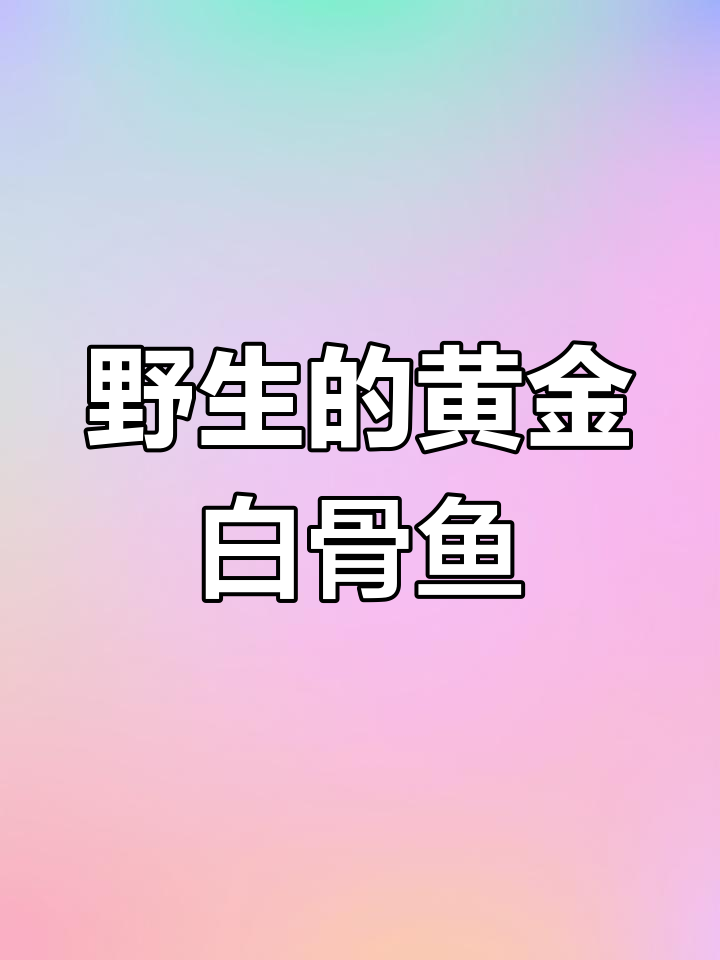 正宗南渡江野生白骨鱼,肉质金黄鲜美无比