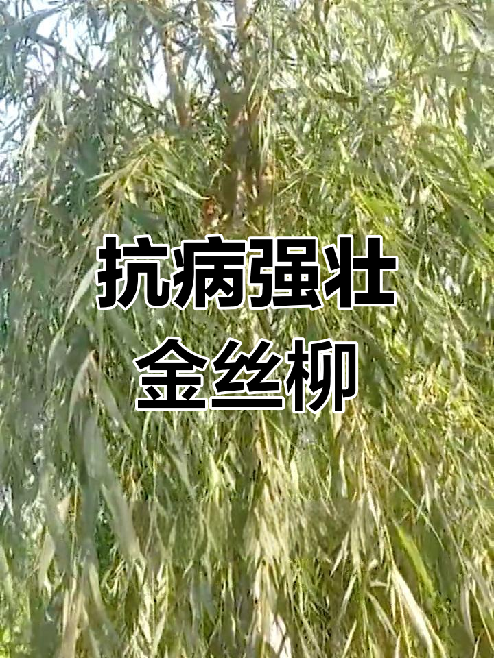 嫁接金丝垂柳图片