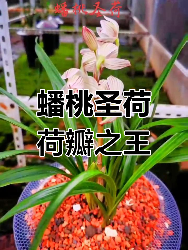 莲瓣兰:蟠桃圣荷,矮壮型荷瓣的经典之作