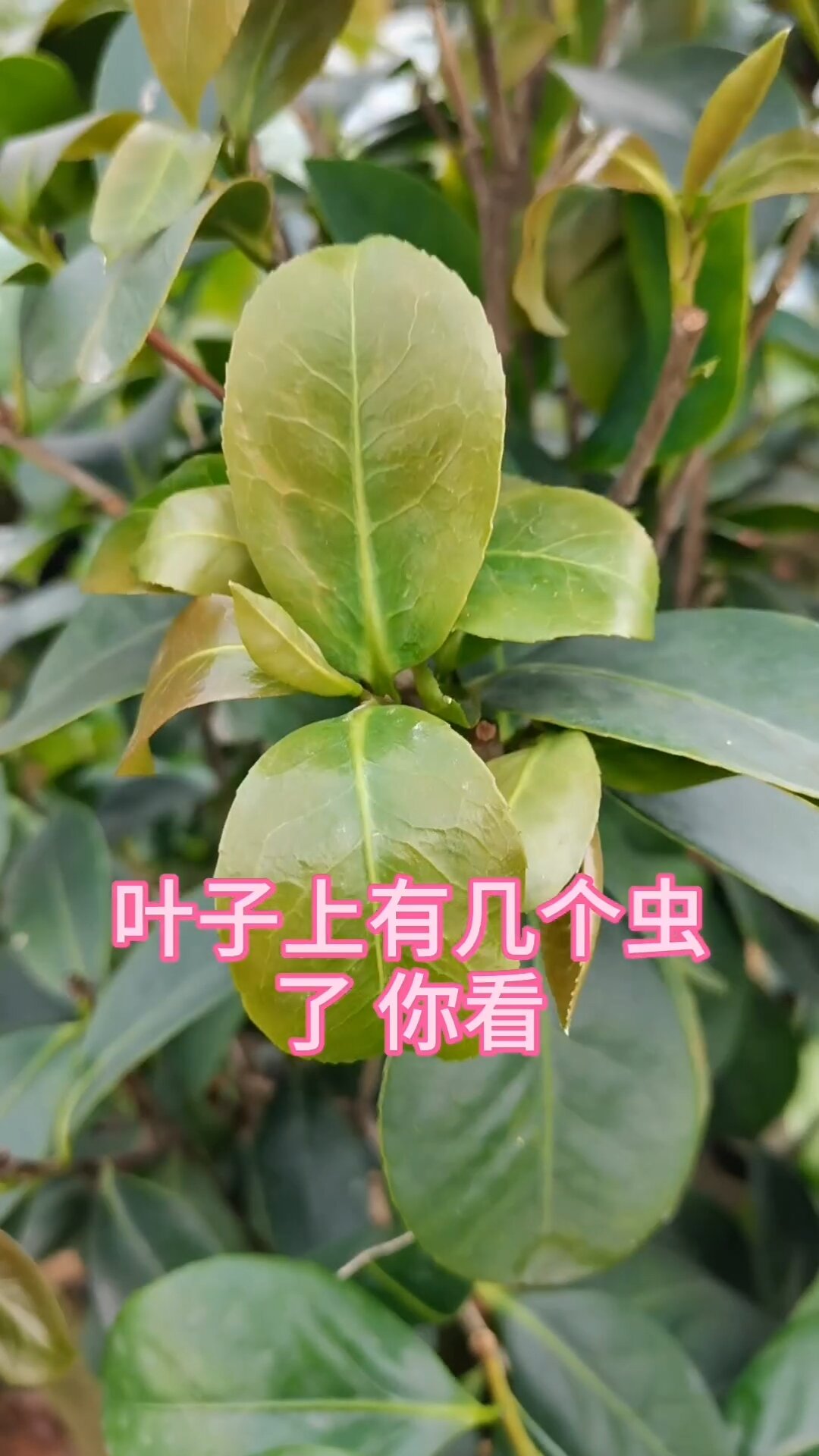 茶花病虫害防治技术之小叶绿蝉