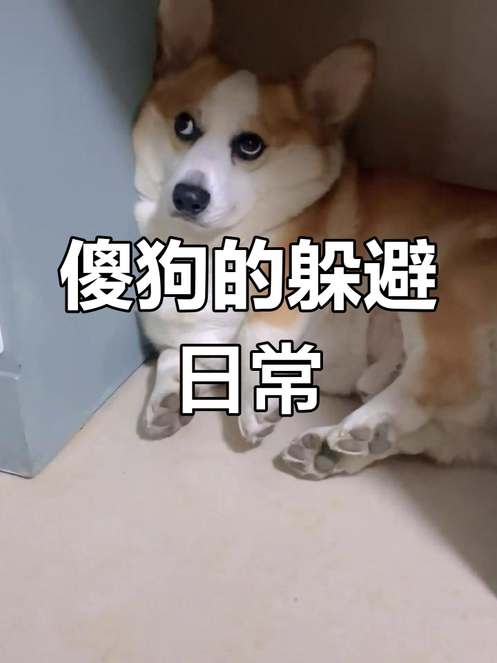 犯错后躲起来,傻狗的日常搞笑生活