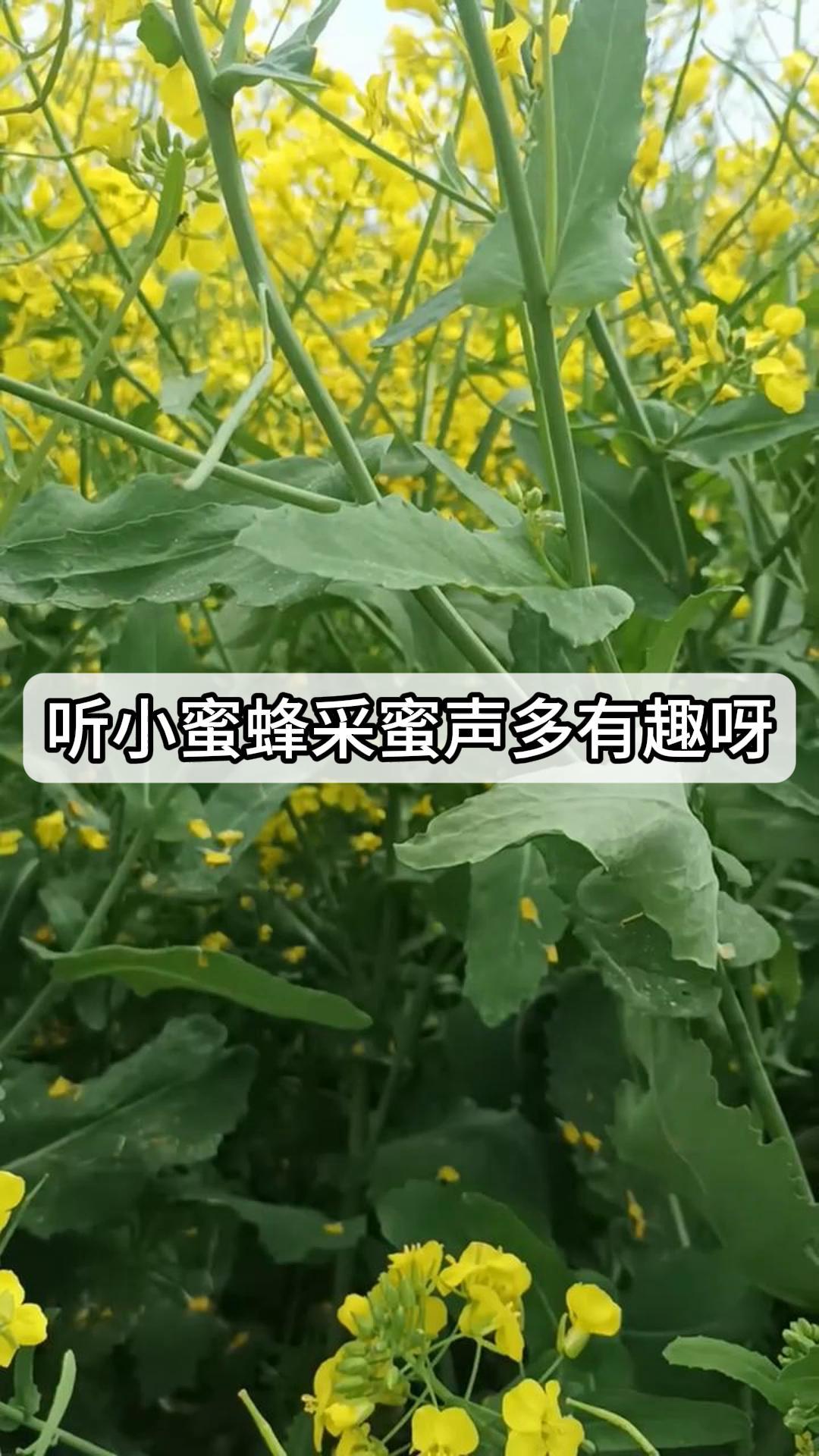 蜜蜂的声音播放图片