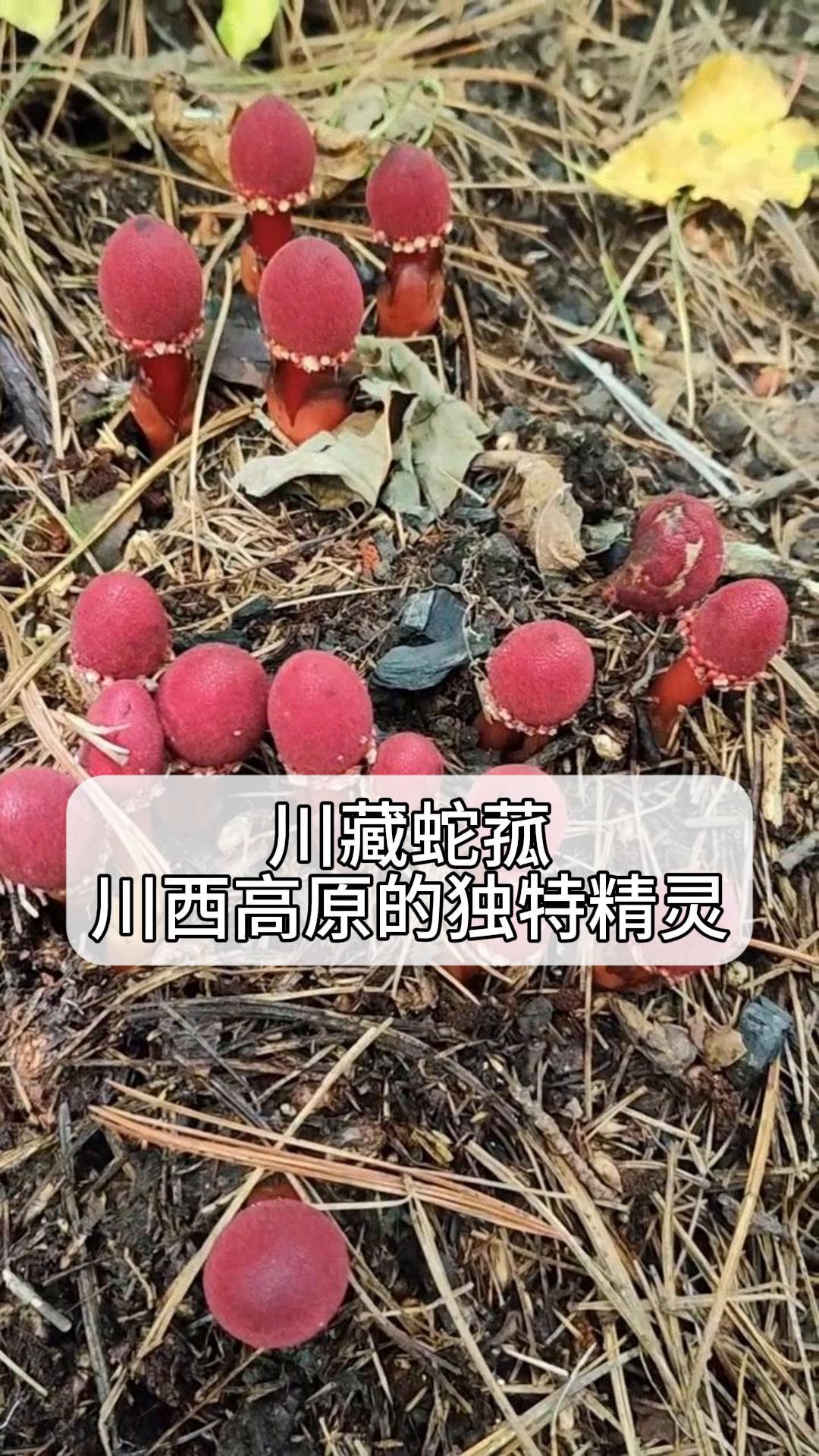 川藏蛇菰,川西高原的独特精灵