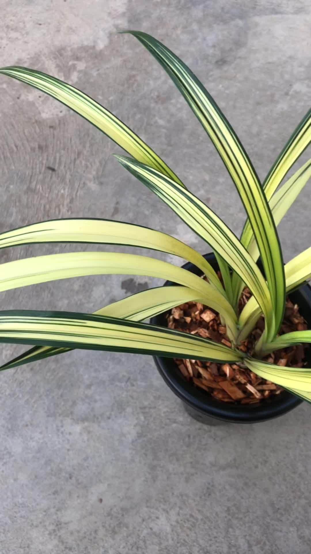 墨兰铭品,兰阳之松2018兰博会特金奖得主 精品兰花 兰花鉴赏 好东西一