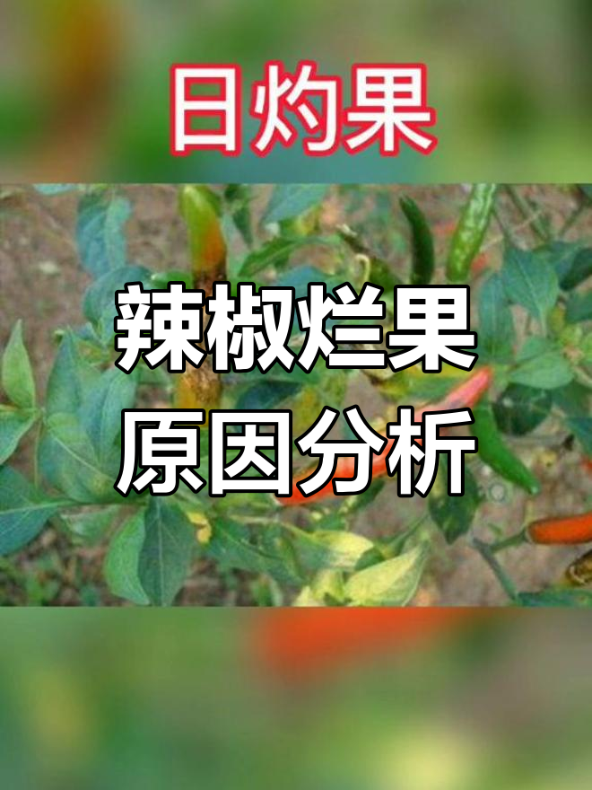 辣椒烂果的九大原因及防治方法