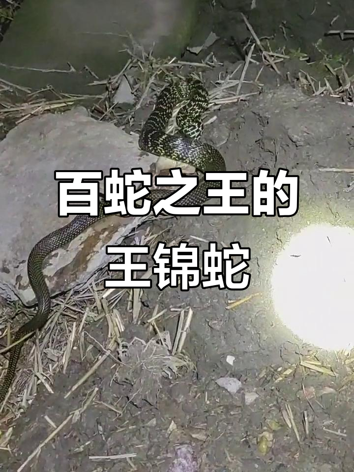 王锦蛇,无毒却能制服所有蛇类,堪称百蛇之王