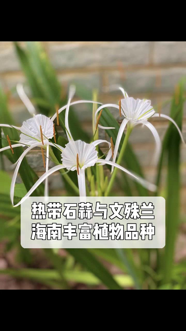 热带植物图片及名称图片